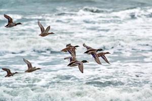 mallardo anatre volante al di sopra di mare acqua, paesaggio marino foto