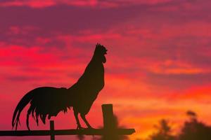 un' Gallo corvi nel mattina estate foto