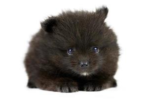 cucciolo di spitz di Pomerania nero isolato foto