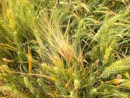 avvicinamento verde Grano campo nel luce del sole foto