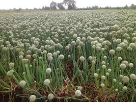 cipolla fiori' campo foto