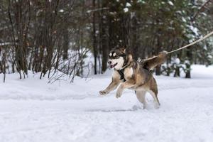 skijoring con i cani da slitta. husky cane da slitta traina il conducente del cane. competizione di campionato sportivo. foto