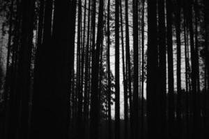 foresta a notte. alberi nel scuro. silhouette di foresta. foto