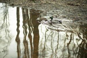 anatre nuotare su acqua. anatre nel boschi. acqua uccelli nel parco. foto