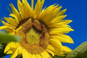 bellissimo fioritura giallo girasoli nel il estate foto