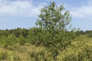 paludoso terreno con impianti nel estate foto