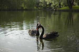 cigni nel stagno. uccelli nuotare. acqua uccelli nel città parco. foto