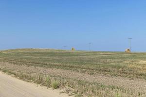 un' campo con cereali nel il estate foto