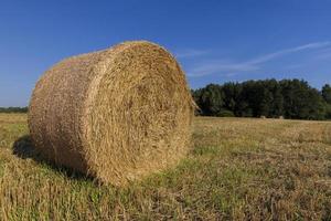 un' campo con cereali nel il estate foto