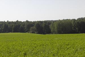 campo con erba per raccolta foraggio per mucche foto