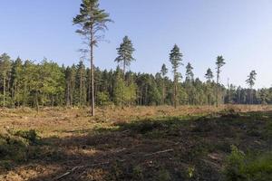 la deforestazione per legname raccolta , foresta foto