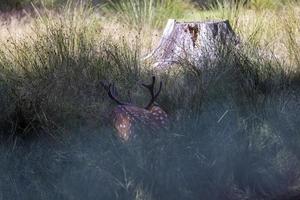 cervo riposo nel caldo tempo metereologico foto