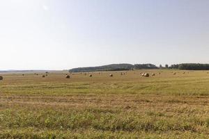 un' campo con cereali nel il estate foto