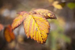 natura nella foresta. piante in autunno. foto