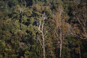 immagini di paesaggi, alberi, nel il montagne foto