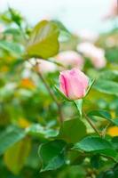 un' gemmazione rosa rosa nel il giardino. foto