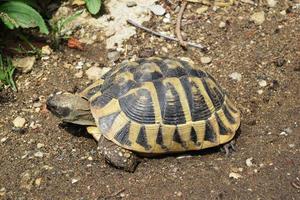 grande Marrone tartaruga su il erba foto