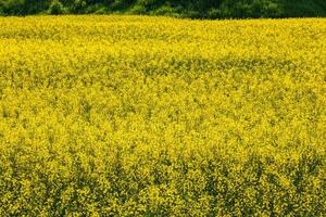 campo di giallo primavera fiori di colza è pianta per verde industria foto