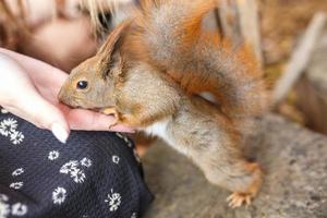 adulto scoiattolo mangia noccioline e altro cibo a partire dal umano mani foto