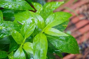 foglie di piante fresche di erboristeria tailandese andrographis paniculata foto