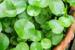 la fitoterapia lascia lo sfondo della natura di centella asiatica conosciuta come gotu kola foto