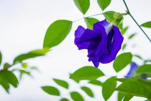 farfalla pisello Clitoria ternatea blu fiore avvicinamento foto