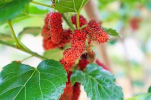 frutti di gelso rosso fresco sul ramo di albero foto