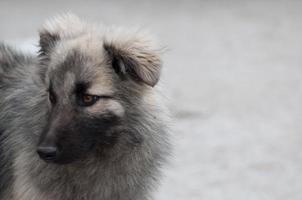 cane guardando a sinistra su uno sfondo grigio