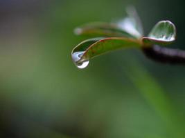 acqua gocciolante a partire dal le foglie foto