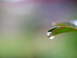 acqua gocciolante a partire dal le foglie foto