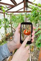 turista fotografie maturo rosso pomodoro nel serra