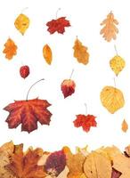 autunno le foglie caduta su foglia rifiuti foto