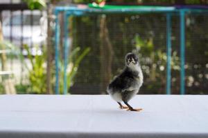 nero bambino australorp pulcino sta su bianca stoffa copertina il tavolo con bokeh e sfocatura giardino a un all'aperto campo foto