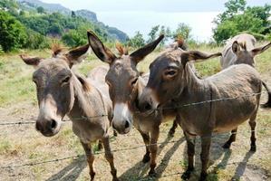 parecchi asino su italiano azienda agricola foto