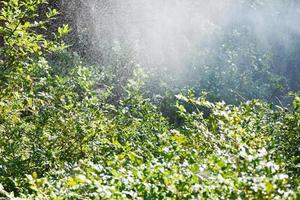 pioggia nel giardino nel soleggiato autunno giorno foto