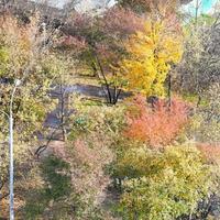 multicolore alberi nel pubblico giardino nel autunno foto