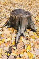 quercia ceppo nel autunno foresta foto