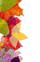 uno lato telaio a partire dal pezzato autunno le foglie foto