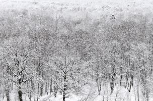 sopra Visualizza di legato alla neve foresta nel inverno foto
