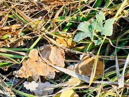 primo brina su foglia rifiuti nel autunno foto