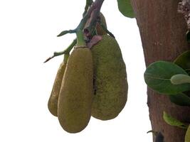 tre verde jackfruit su il albero con isolato su bianca sfondo foto