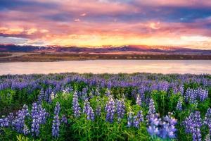 tramonto al di sopra di viola lupino Fiore di campo fioritura nel campo di il fiume su presto estate nel Islanda foto