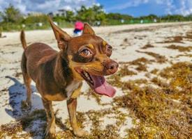 Marrone carino divertente cane giocare giocoso su il spiaggia Messico. foto