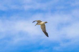 volante gabbiano uccello con blu cielo sfondo nuvole nel Messico. foto