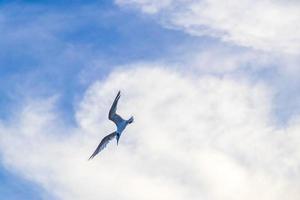 volante gabbiano uccello attraente cibo pesce su il acqua Messico. foto