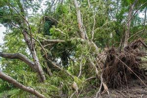 il albero era distrutto di il di tempesta intensità foto