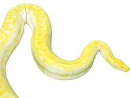 avvicinamento e clop gigante oro boa serpente isolato su bianca sfondo e rendere con ritaglio percorsi.