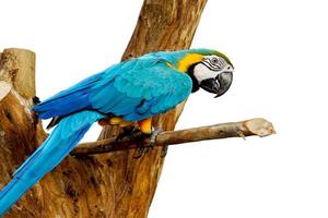 avvicinamento blu pappagallo su un' legname isolato su bianca sfondo e rendere con ritaglio percorsi. foto