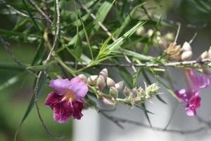 fiori su un' deserto salice albero nel estate foto