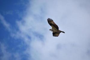 arruffato Ali su un' volante falco pescatore uccello foto